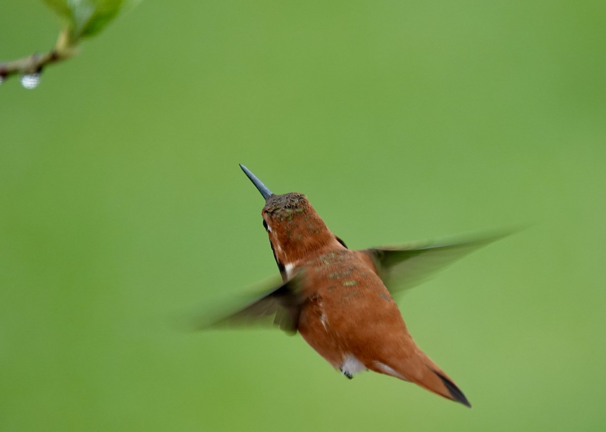 Rufous Hummingbird - ML617368135