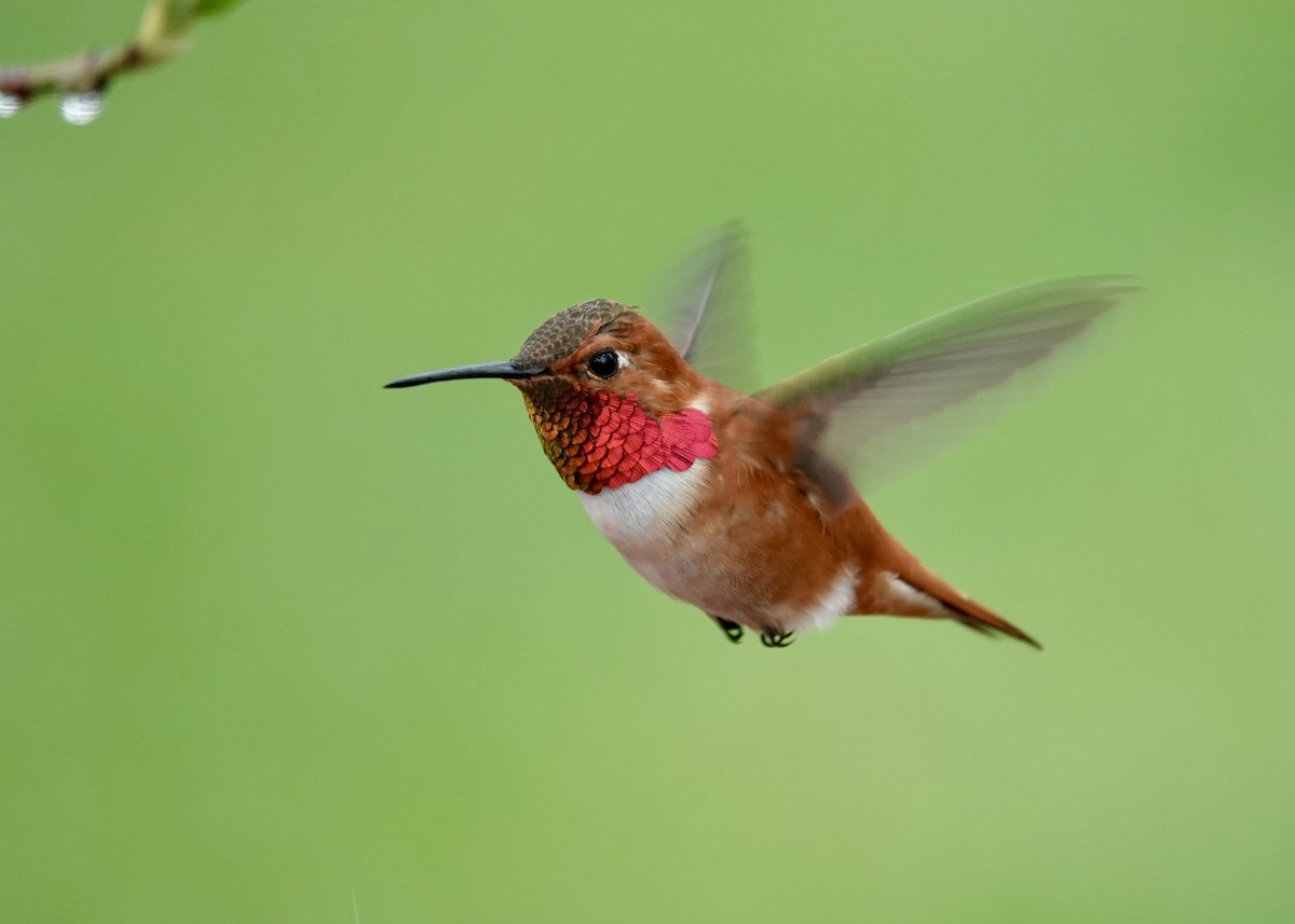 Rufous Hummingbird - ML617368138