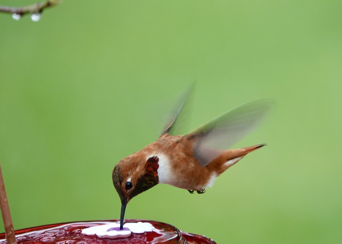 Rufous Hummingbird - ML617368141