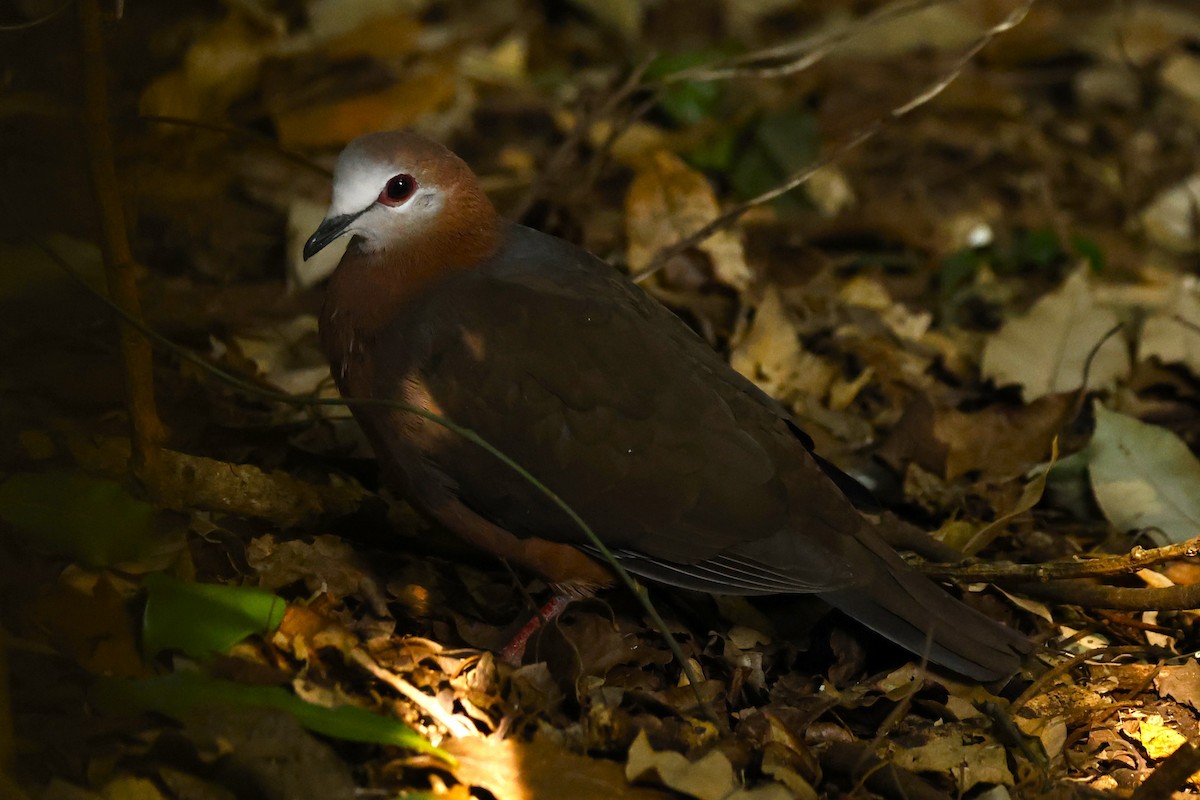 Коричневый голубь (larvata/bronzina) - ML617368157