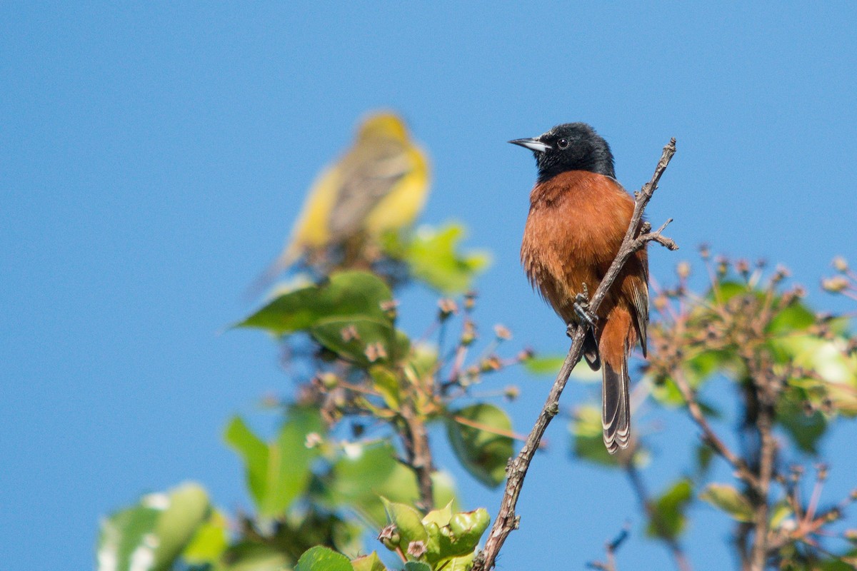 Orchard Oriole - ML617368259