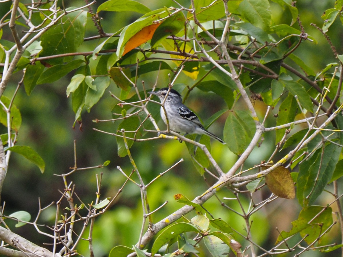 Large-billed Antwren - Anonymous
