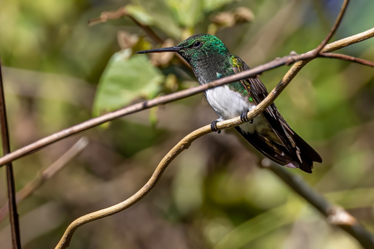 Snowy-bellied Hummingbird - ML617368513
