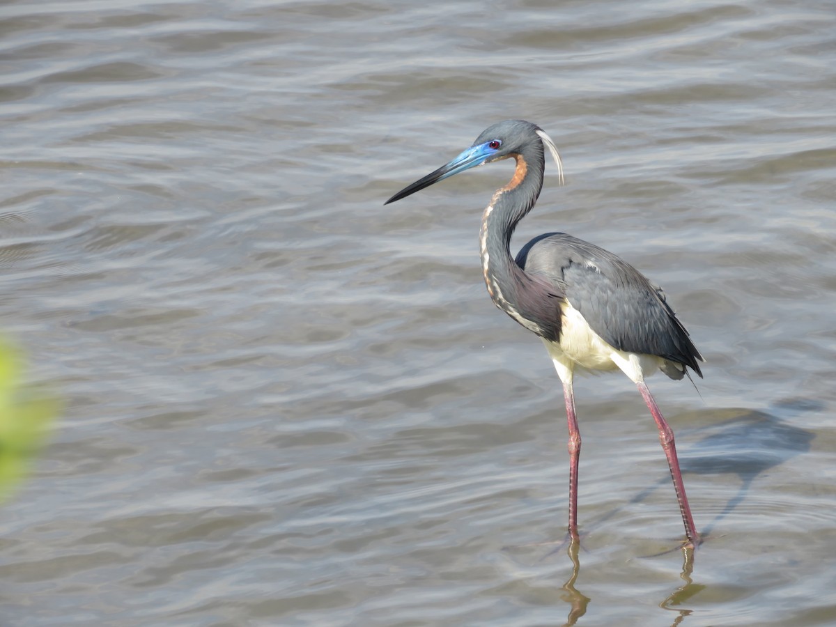 Tricolored Heron - Will Baxter-Bray