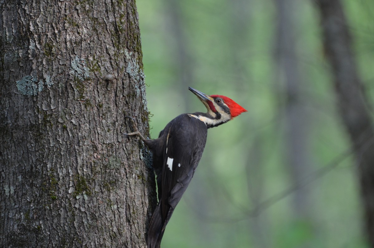 Pileated Woodpecker - Elia Testu