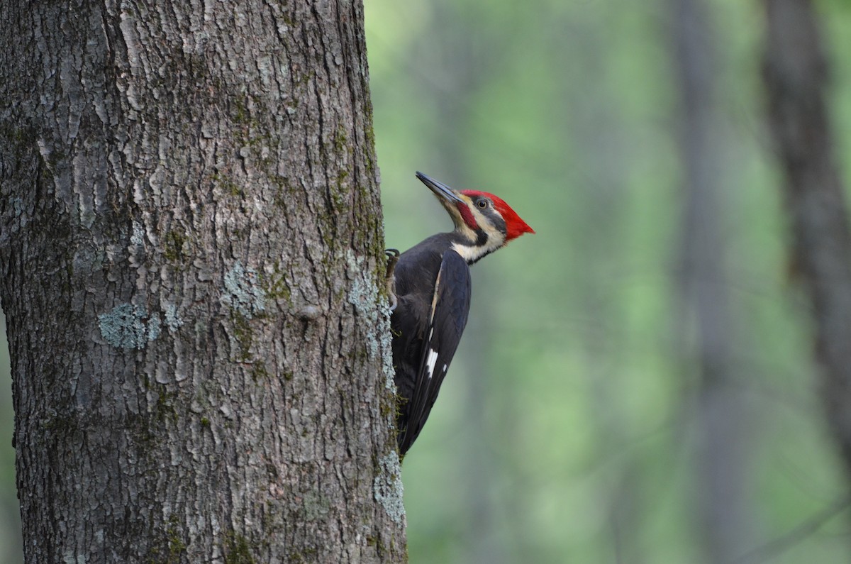 Pileated Woodpecker - ML617368571