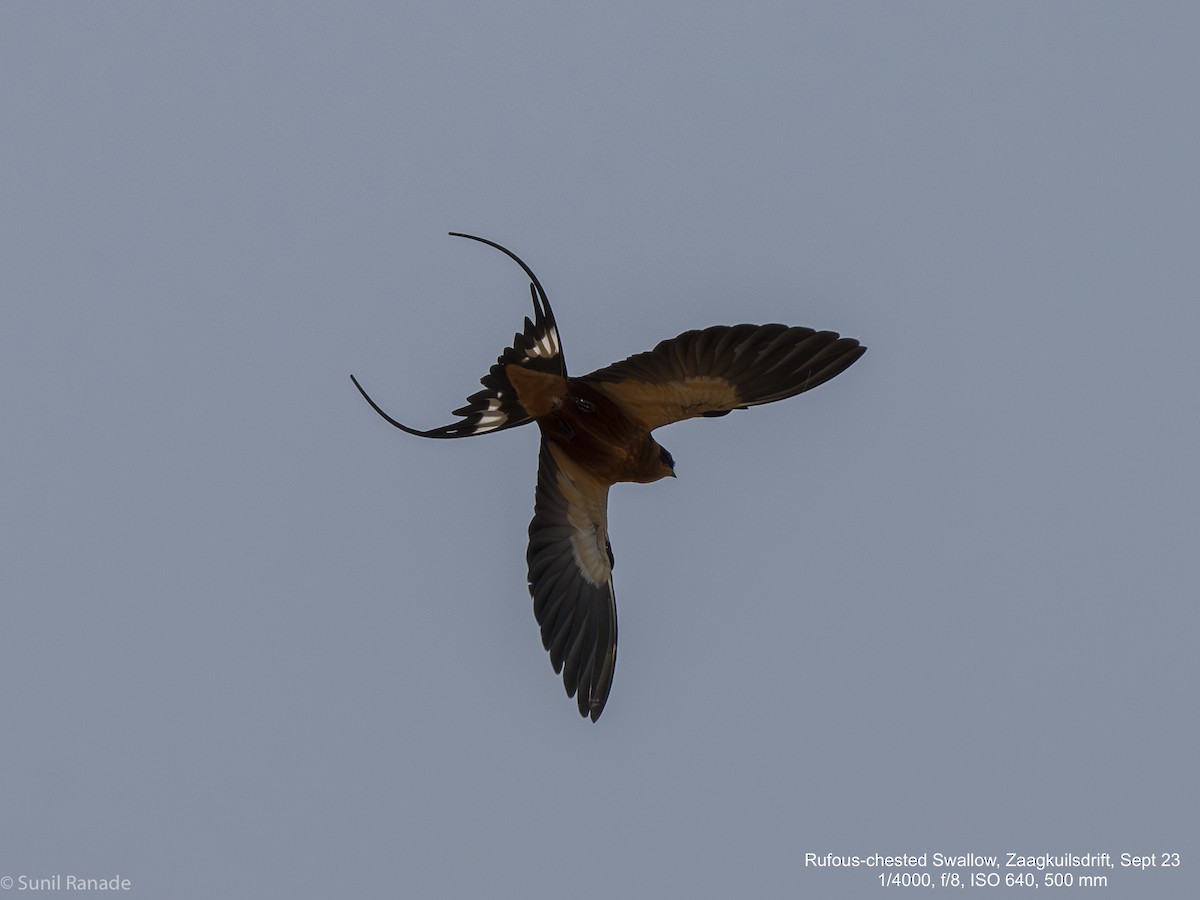 Rufous-chested Swallow - Sunil Ranade