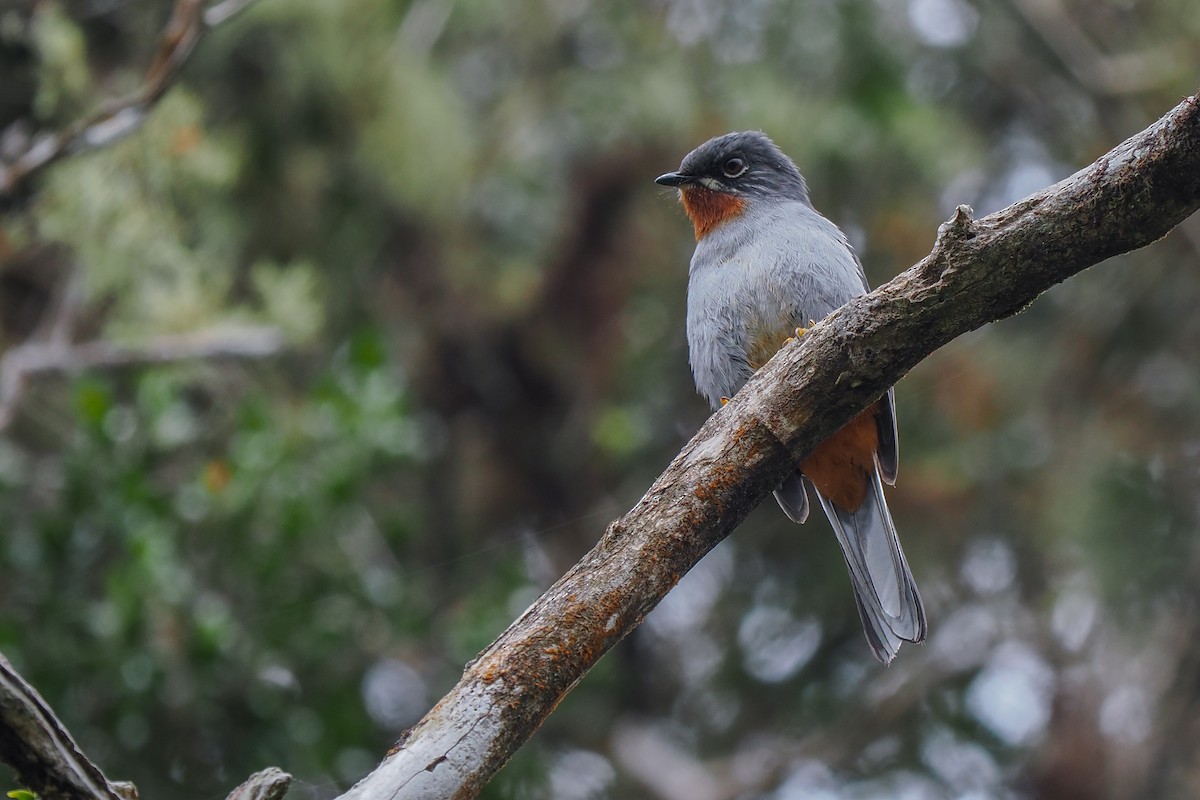 Rufous-throated Solitaire - ML617368656