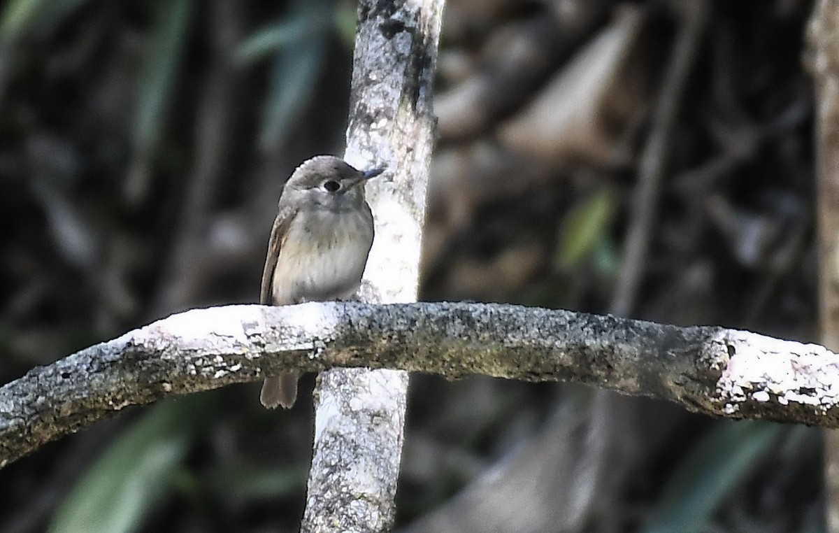 Brown-breasted Flycatcher - ML617368659