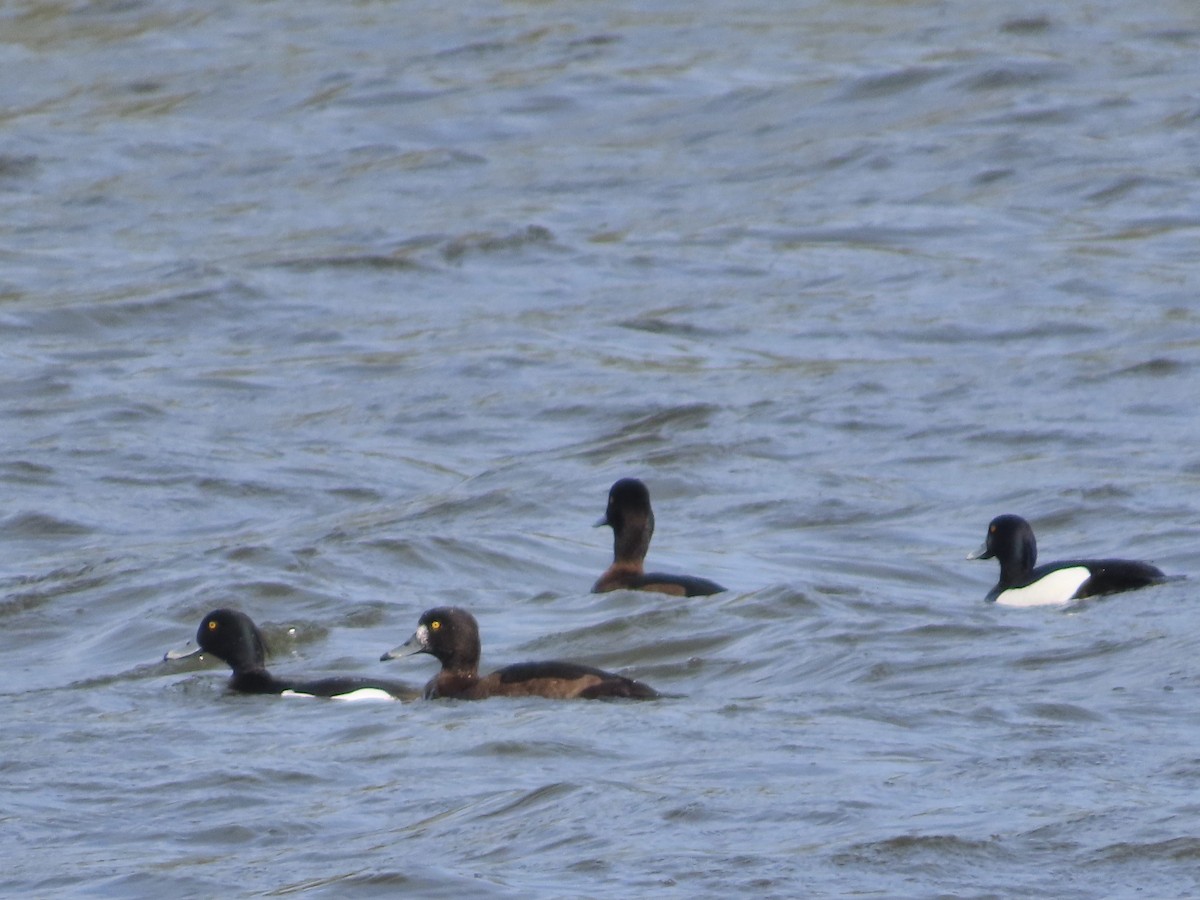 Tufted Duck - ML617368683