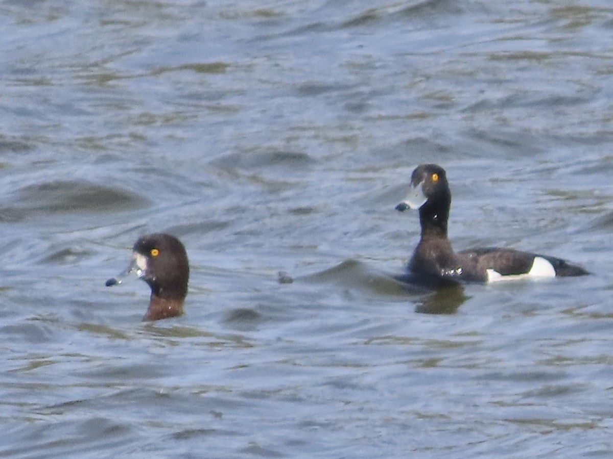 Tufted Duck - ML617368684