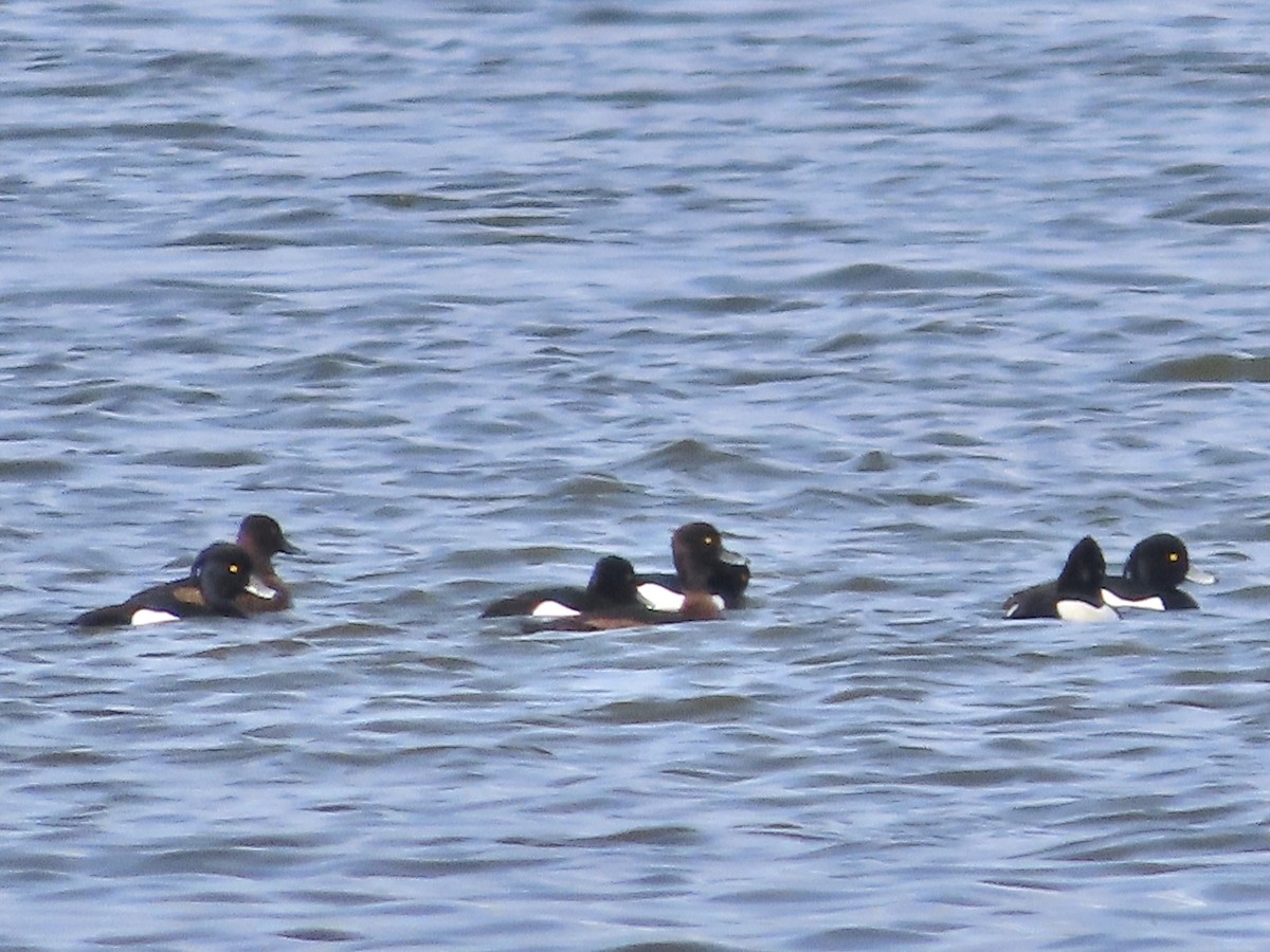Tufted Duck - ML617368686