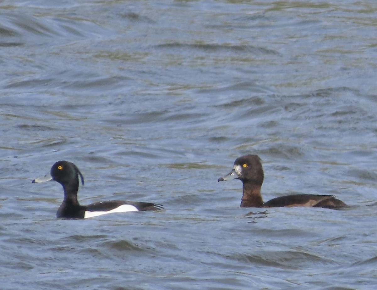 Tufted Duck - ML617368688