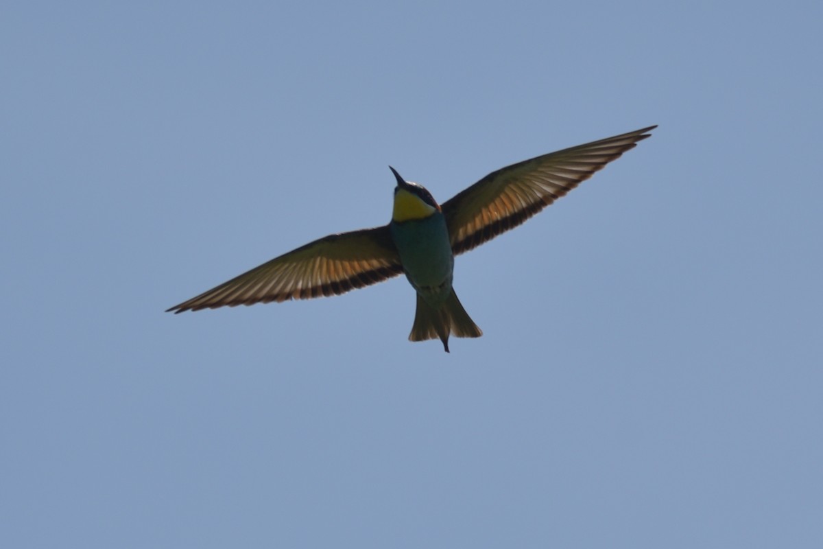 European Bee-eater - ML617368761