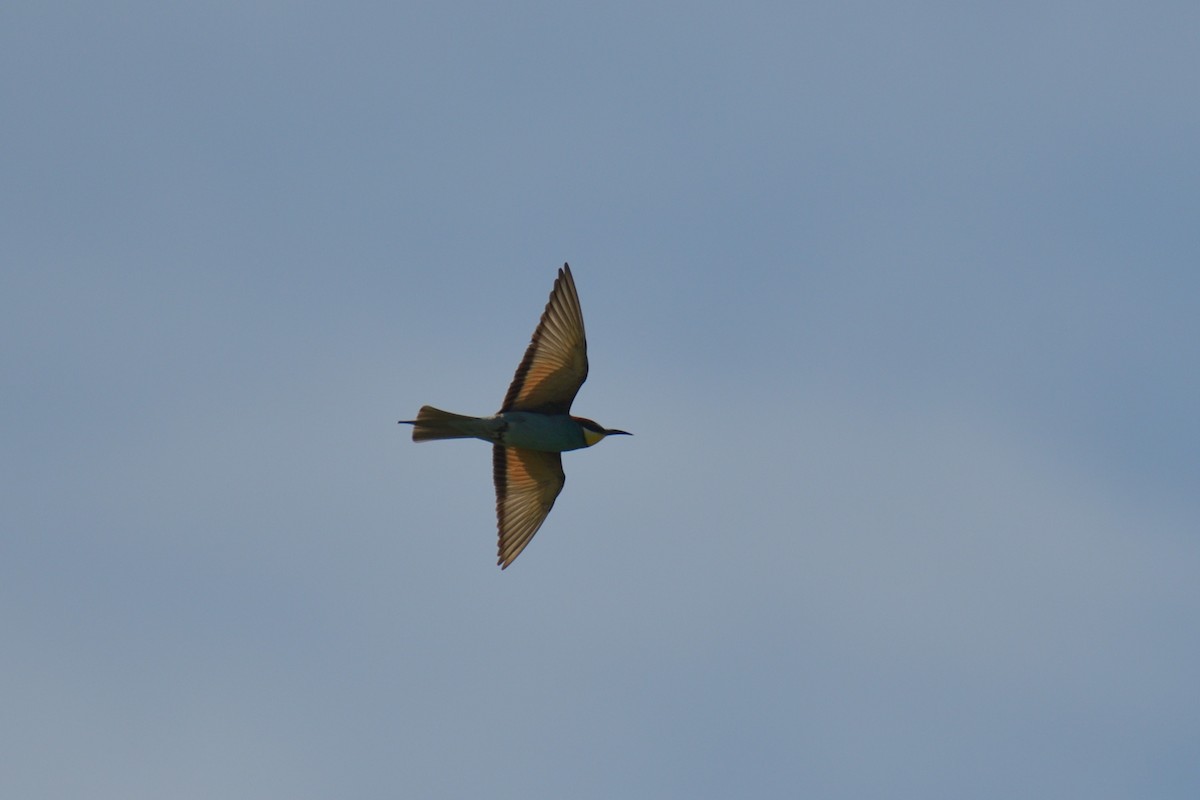 European Bee-eater - ML617368762