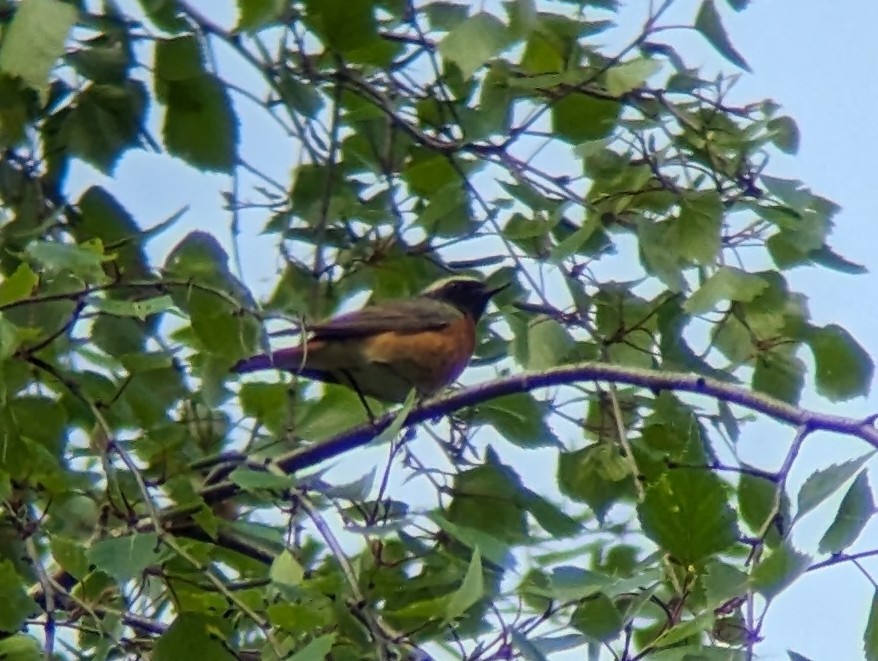 Common Redstart (Common) - Grigory Evtukh