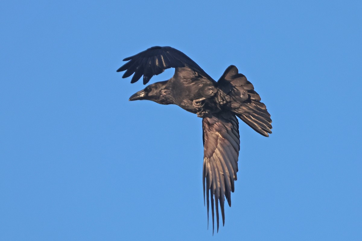 Common Raven - ML617368832