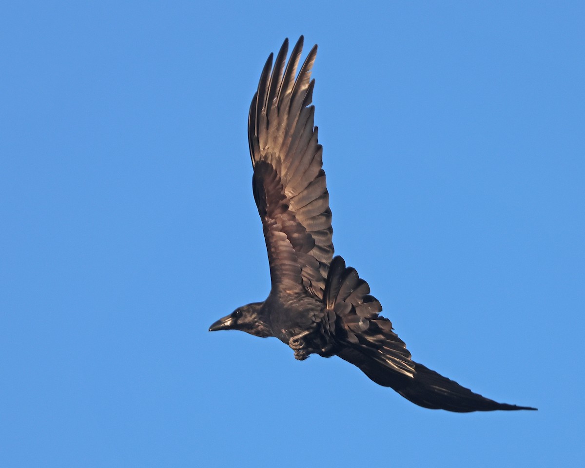 Common Raven - ML617368834