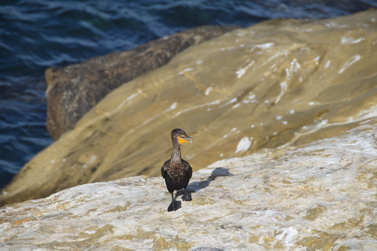 Double-crested Cormorant - Nick Kowalske