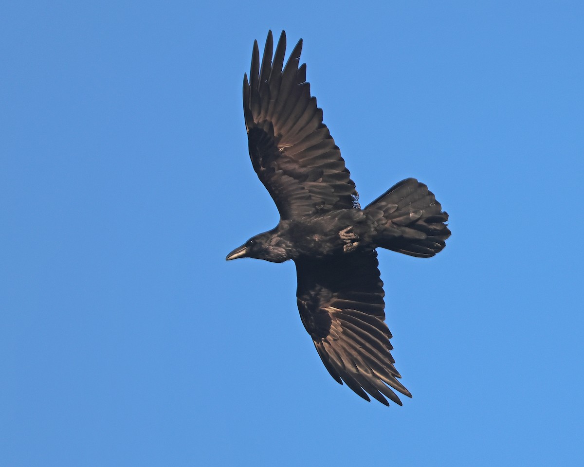 Common Raven - ML617368836