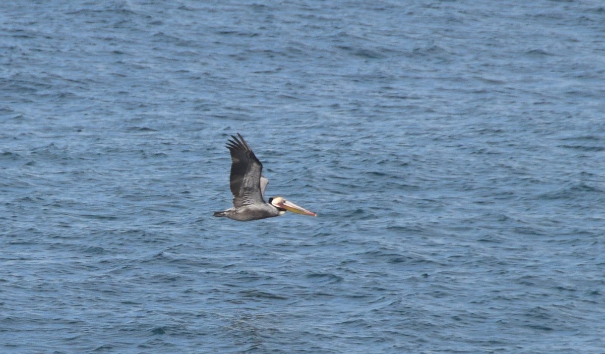 pelikán hnědý - ML617368841