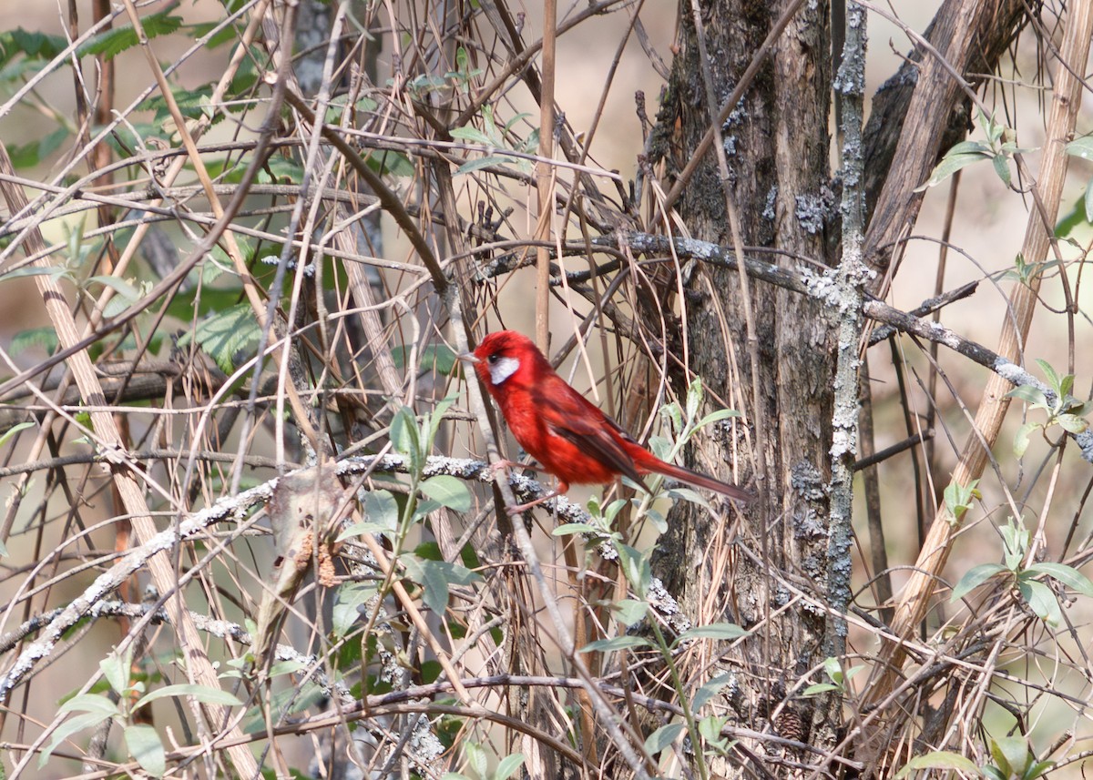 Red Warbler - Michael Muchmore