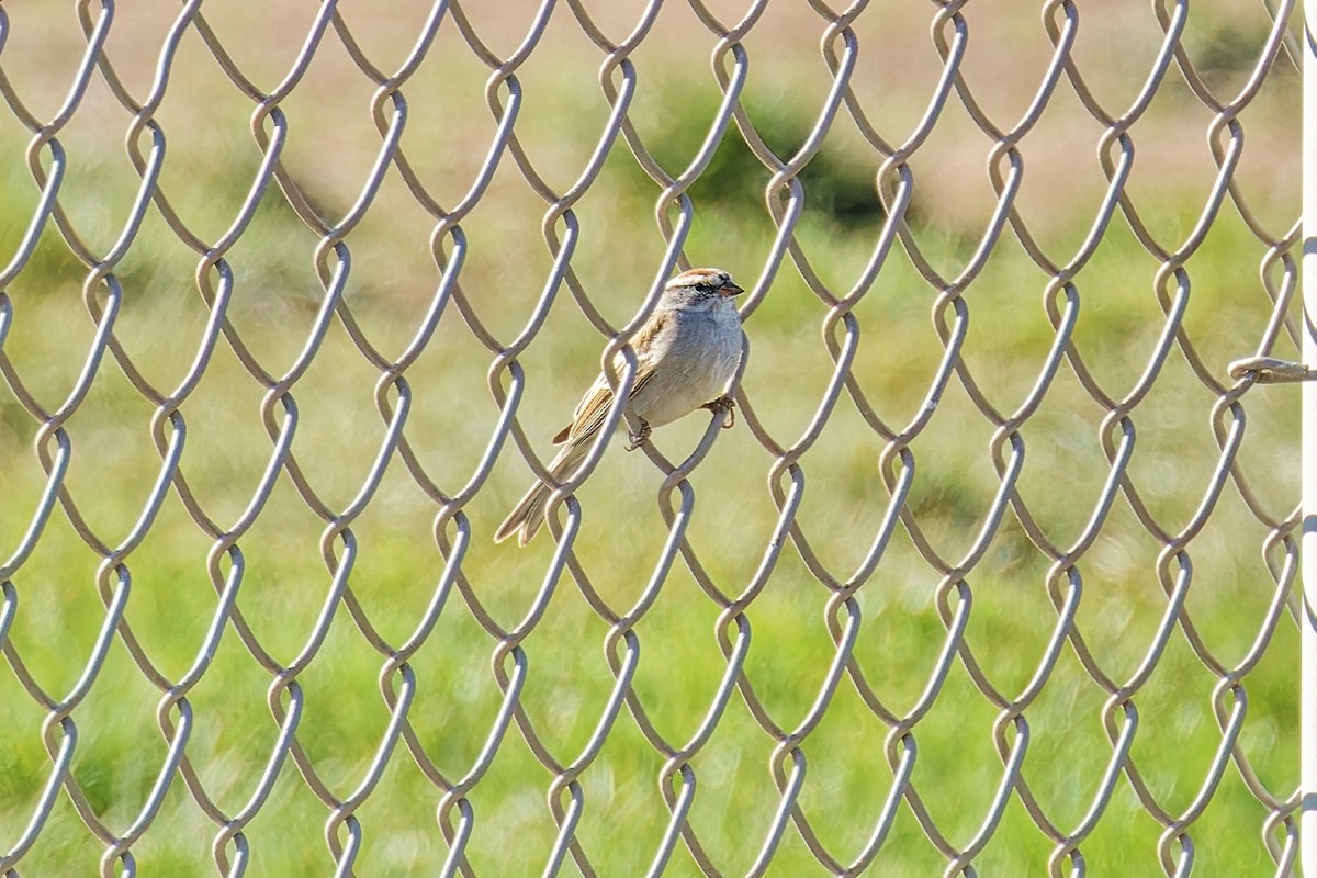 Chipping Sparrow - ML617368902