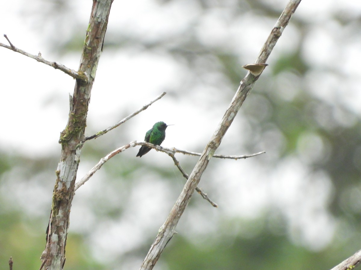 kolibřík safírovohrdlý - ML617368906