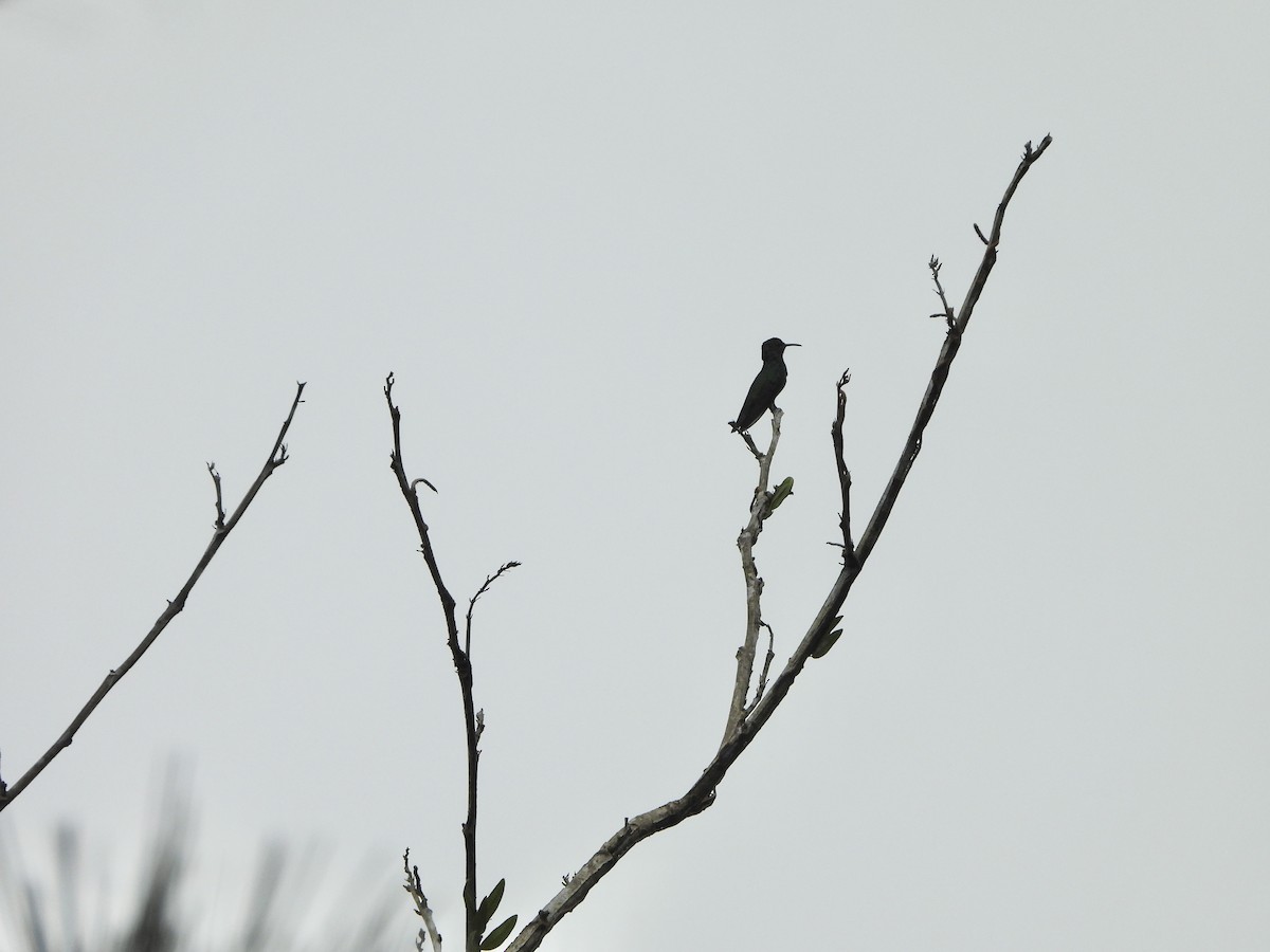kolibřík safírovohrdlý - ML617368907