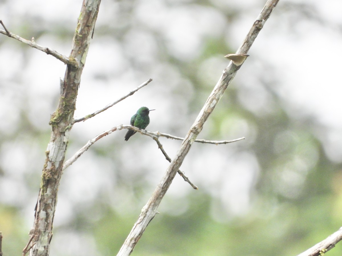 kolibřík safírovohrdlý - ML617368908