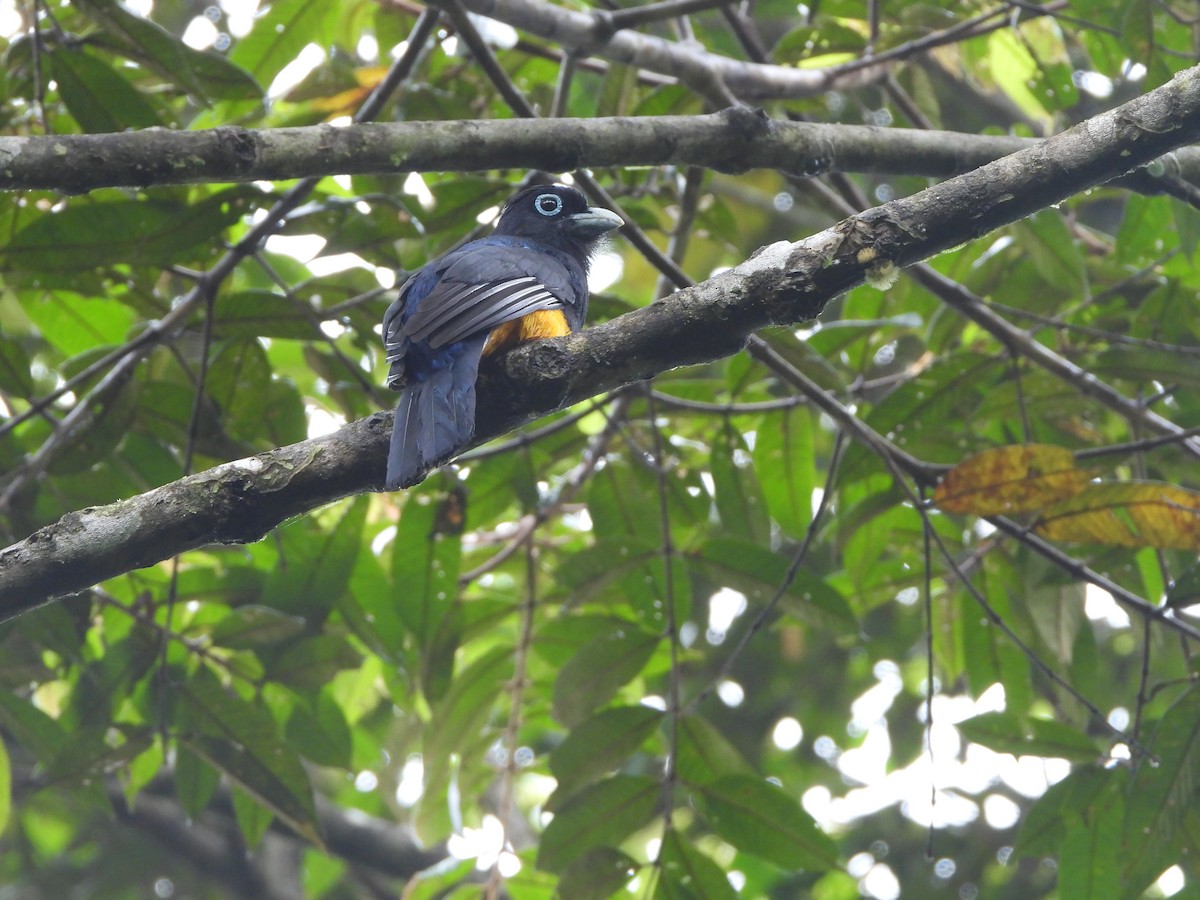 White-tailed Trogon - Henry Griffin
