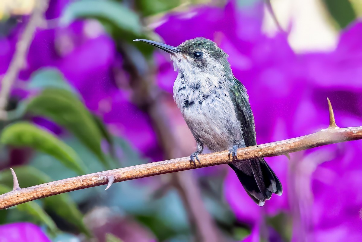 kolibřík zahradní - ML617368992