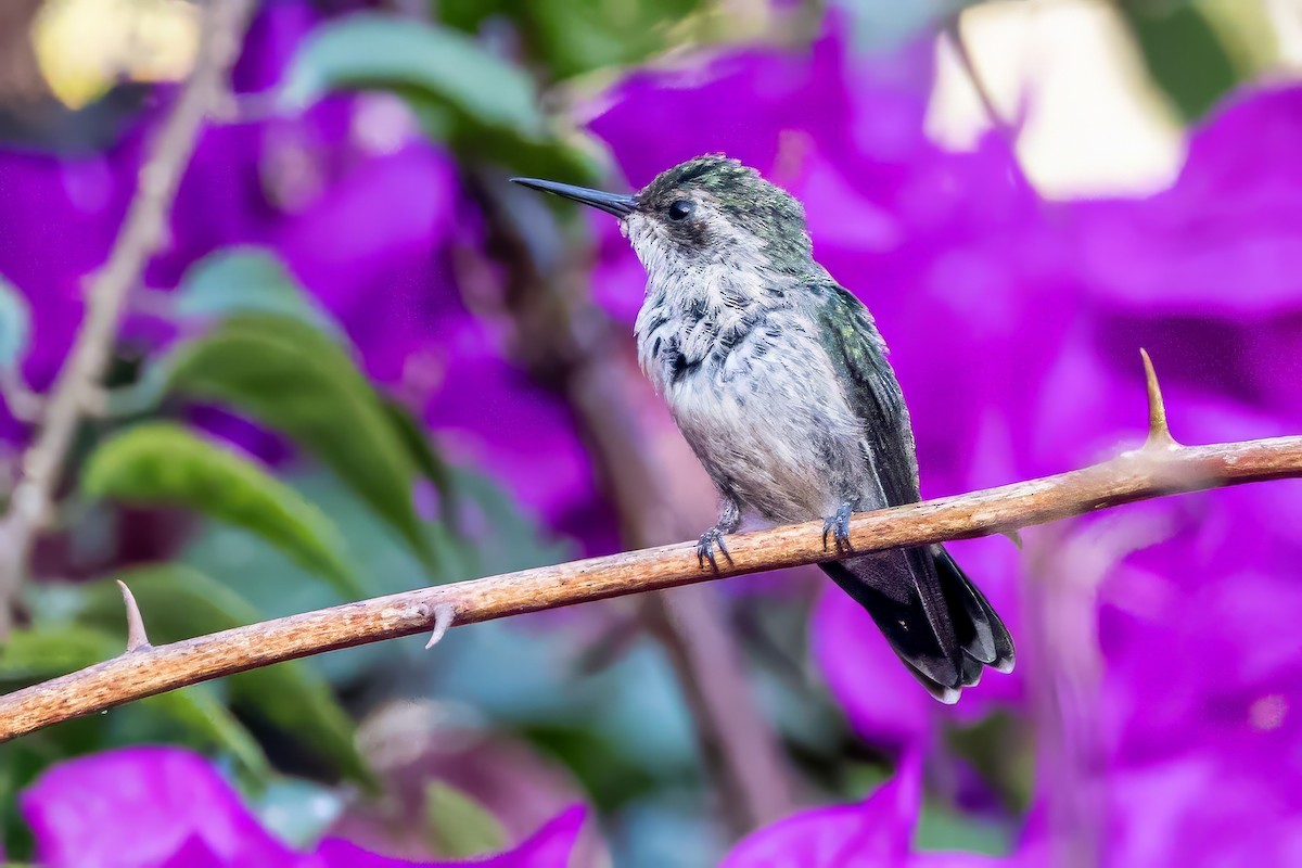 kolibřík zahradní - ML617368994