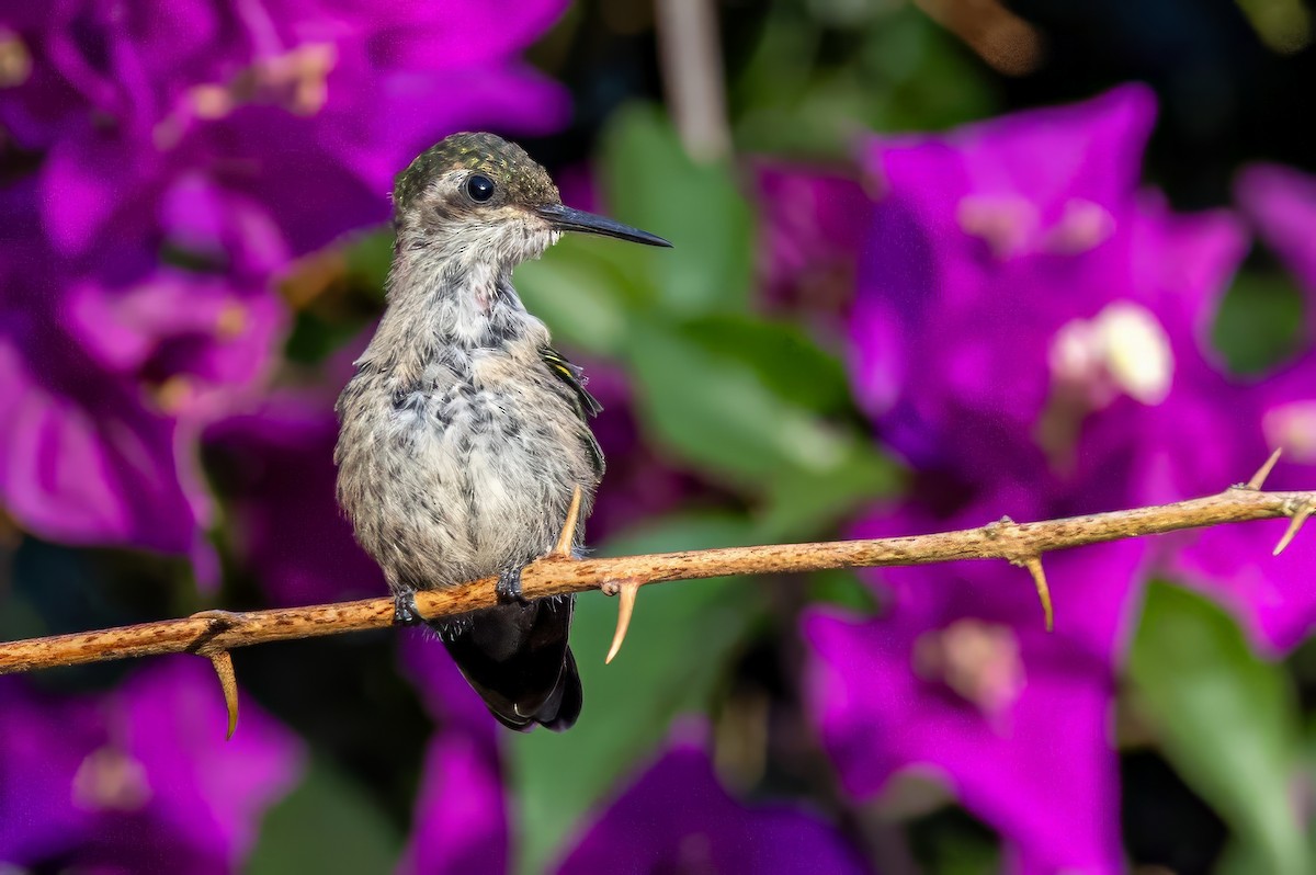 kolibřík zahradní - ML617369005
