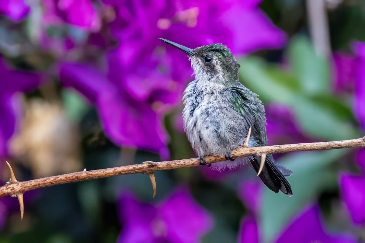 kolibřík zahradní - ML617369007