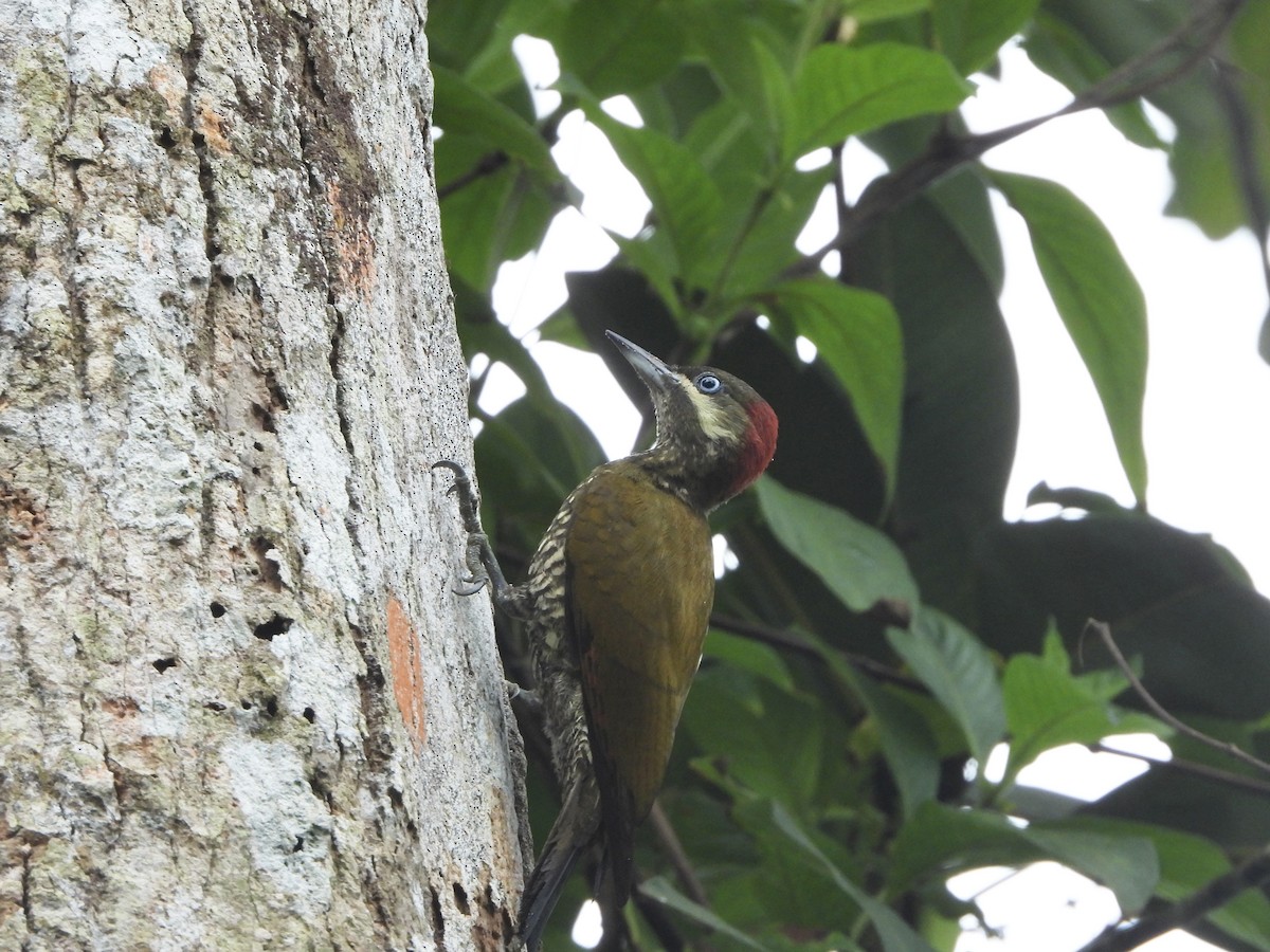Stripe-cheeked Woodpecker - ML617369028