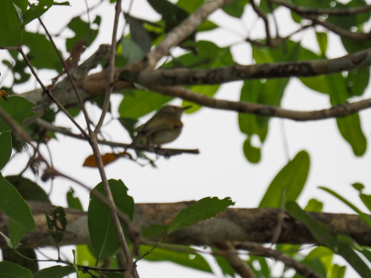 Rusty-fronted Tody-Flycatcher - ML617369068