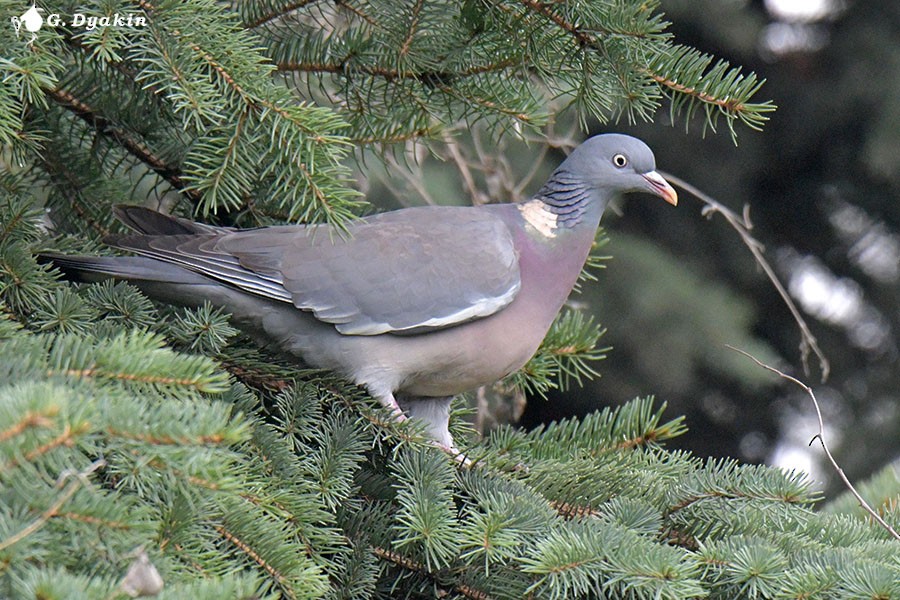 Common Wood-Pigeon - ML617369110