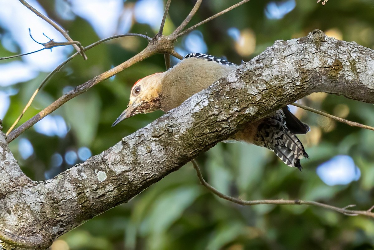Red-crowned Woodpecker - ML617369178