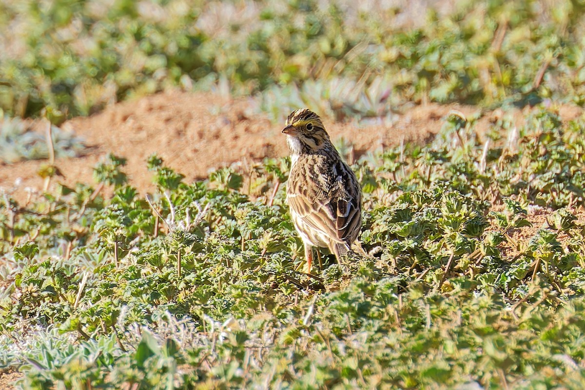 Savannah Sparrow - ML617369181