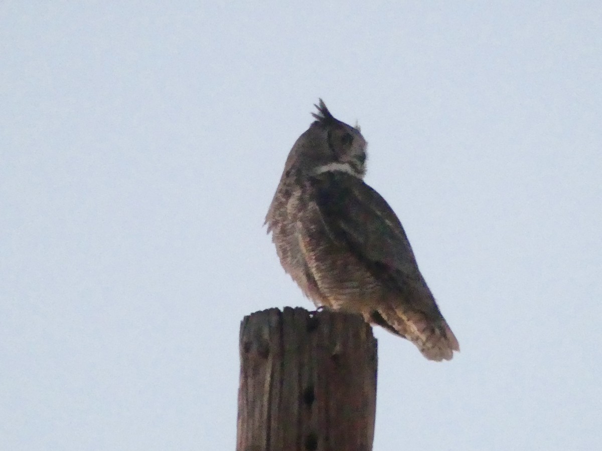 eBird Checklist - 14 Apr 2024 - SRP ponds - 7 species