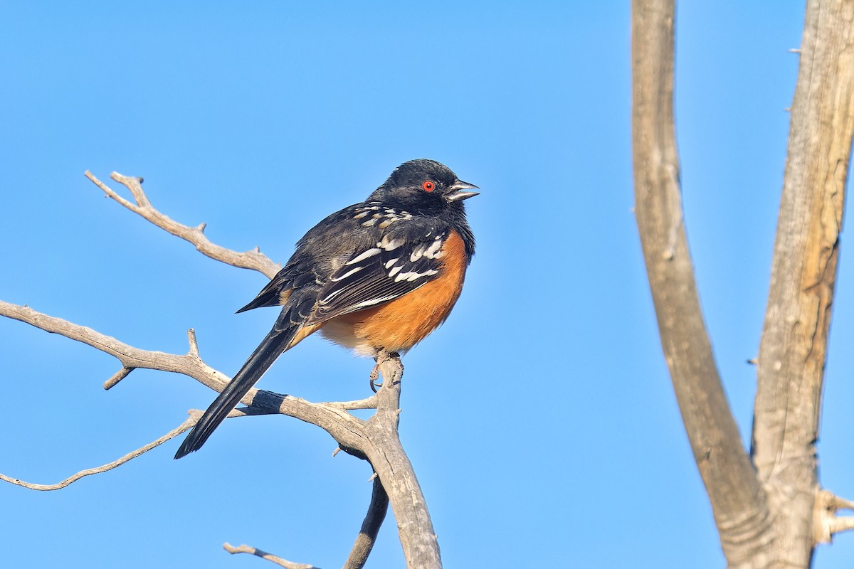 Spotted Towhee - ML617369223