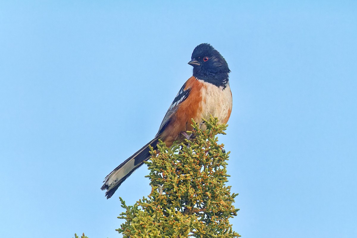 Spotted Towhee - ML617369224