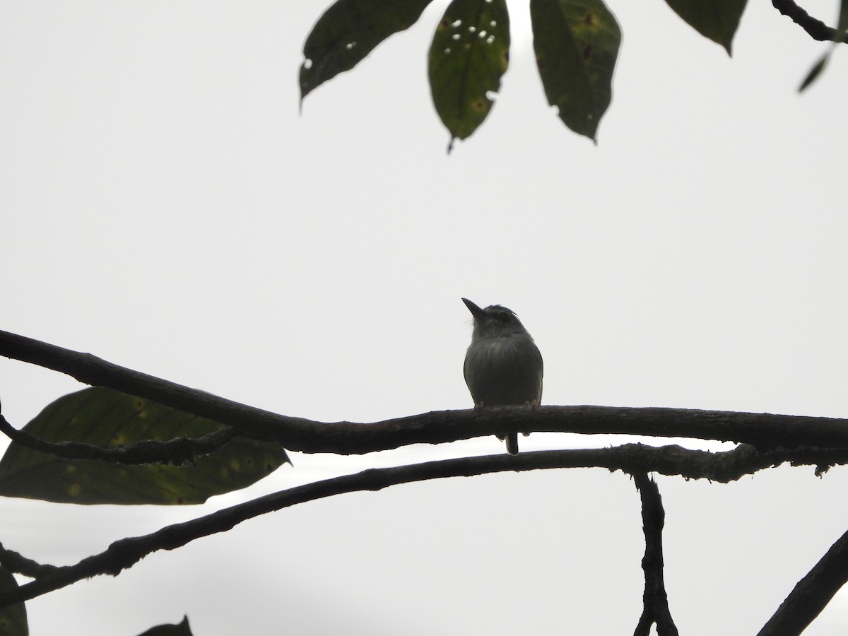 Black-capped Pygmy-Tyrant - Henry Griffin