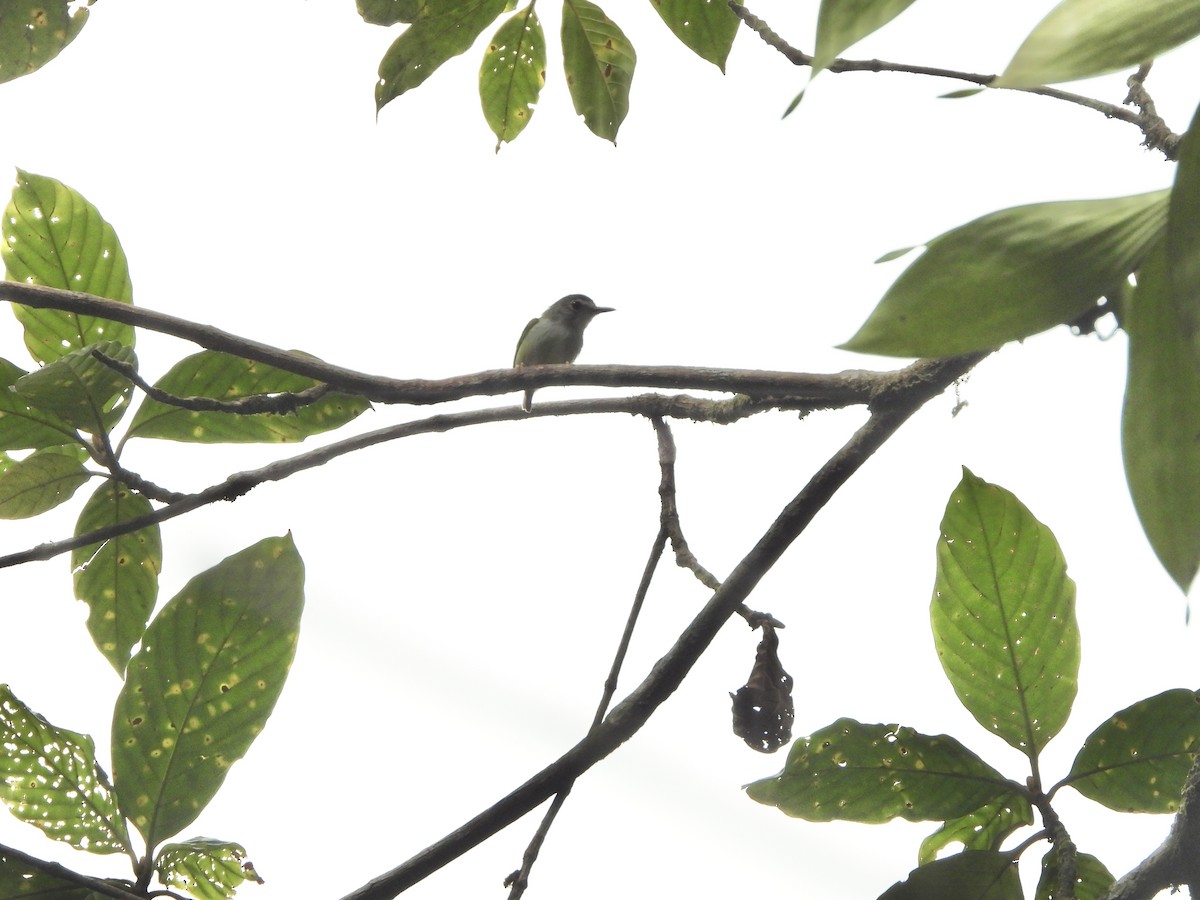 Black-capped Pygmy-Tyrant - Henry Griffin
