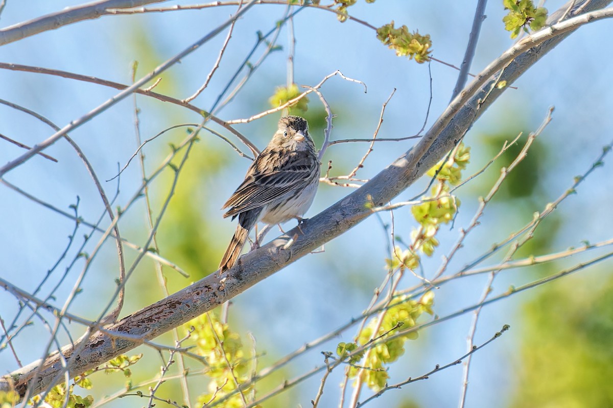 Vesper Sparrow - Bob Walker