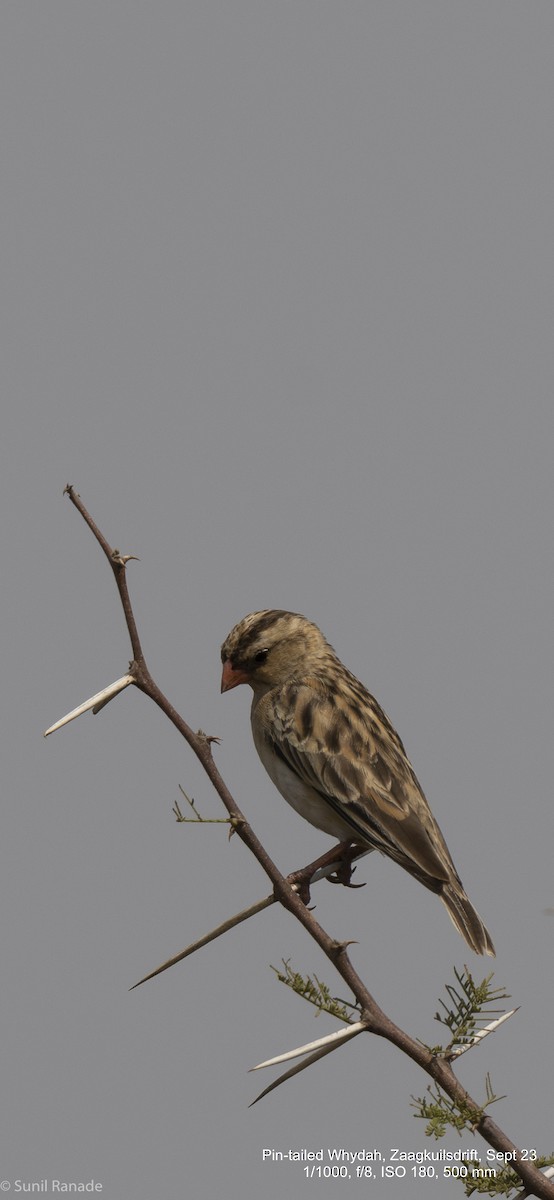 Pin-tailed Whydah - ML617369322
