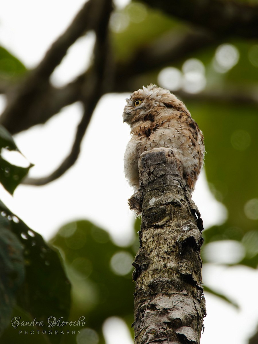 Andean Potoo - ML617369334