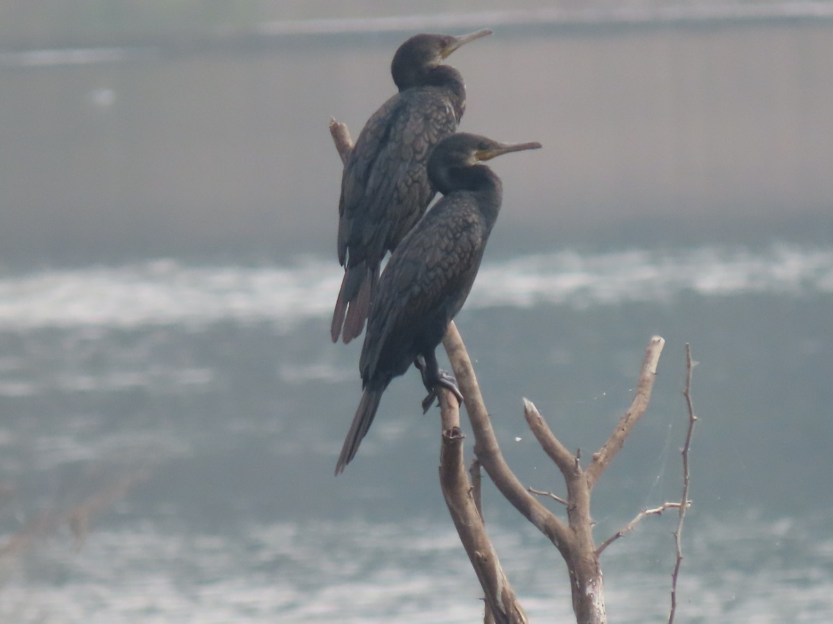 Indian Cormorant - Sreekumar Chirukandoth