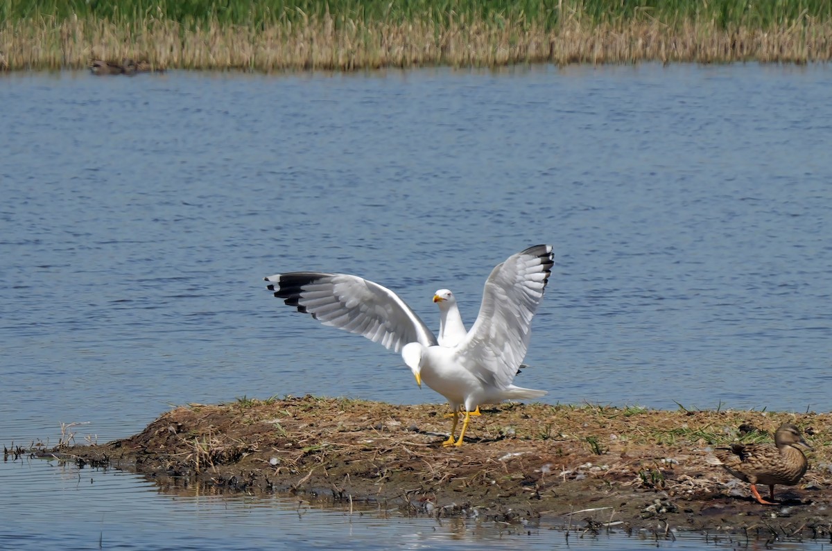 Yellow-legged Gull (michahellis) - ML617369398